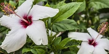 Flower Seeds, Seeds for Planting, Plant Seeds