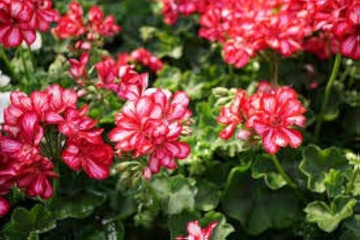 Fresh Geranium Pelargonium Seeds for Planting, Red White 100 pcs