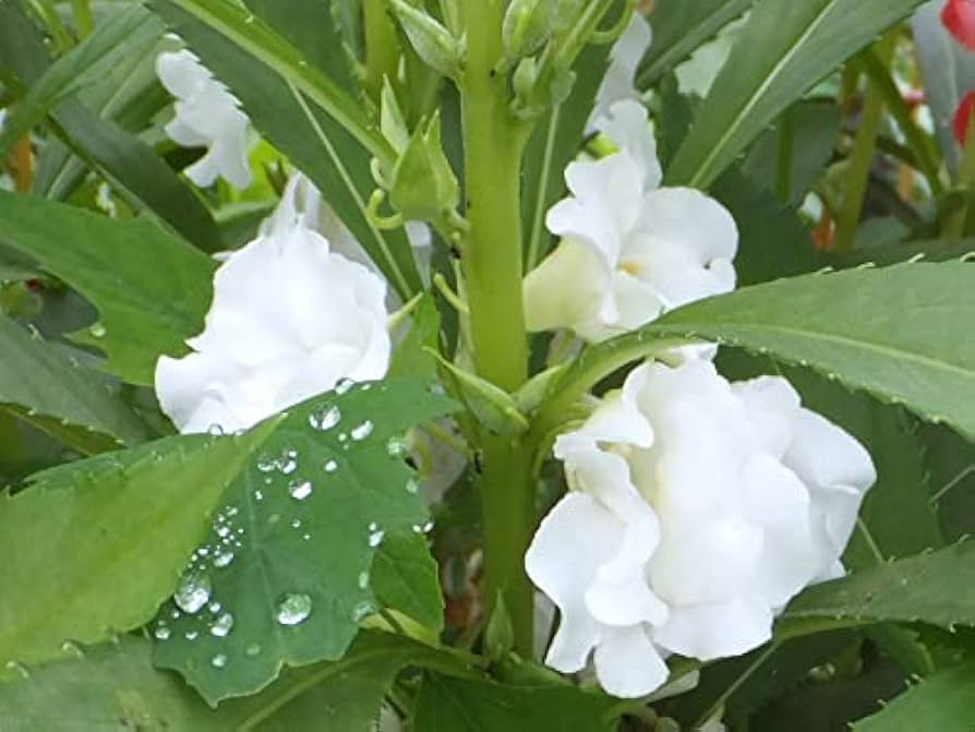 Balsamin Blomsterfrø til udplantning, Hvide, 100 stk