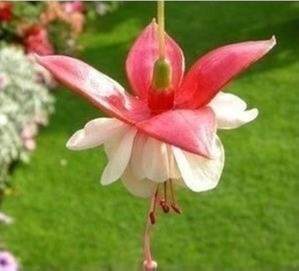 fuchsia ship flower seeds