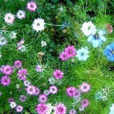 Flower Seeds, Seeds for Planting, Plant Seeds