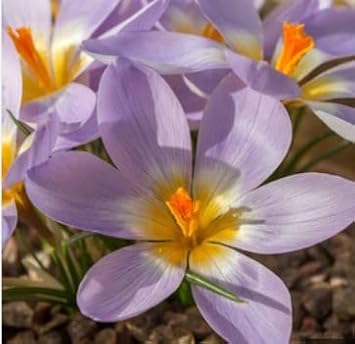 blue yellow flower seeds