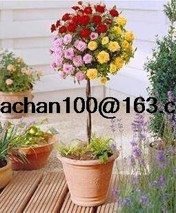 Flower Seeds, Seeds for Planting, Plant Seeds