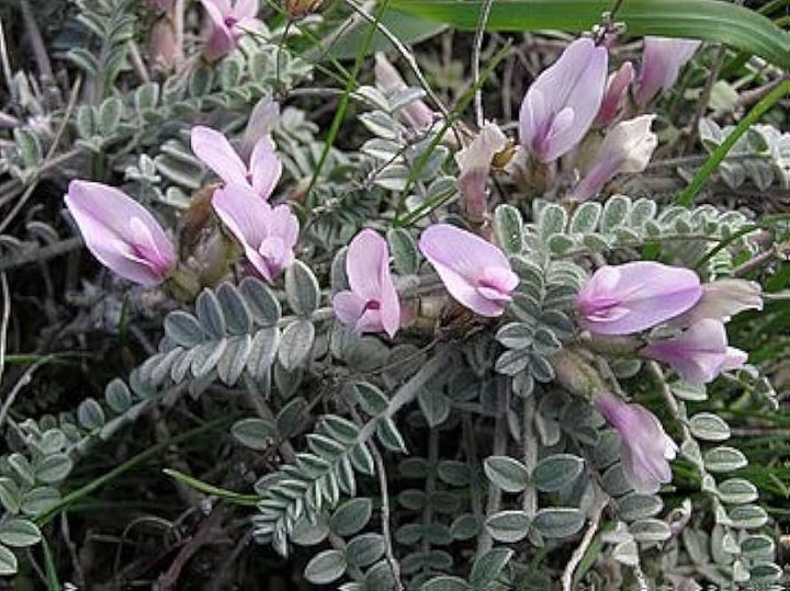 Astragalus Lavender Flower Seeds for Planting - 100 pcs