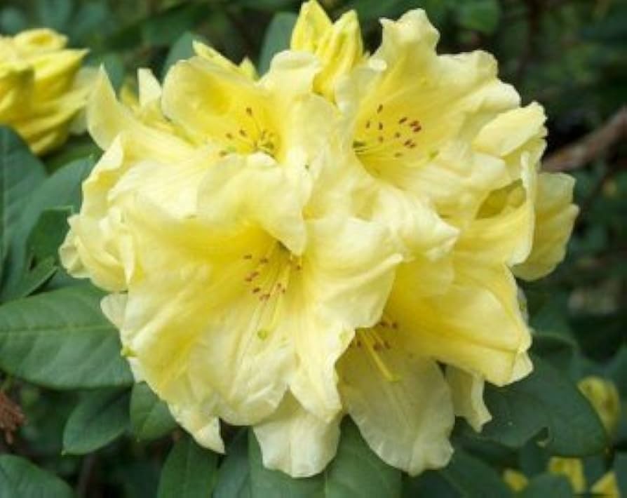 Rhododendron Flower Seeds for Planting - Yellow 100 pcs