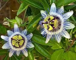 Flower Seeds, Seeds for Planting, Plant Seeds