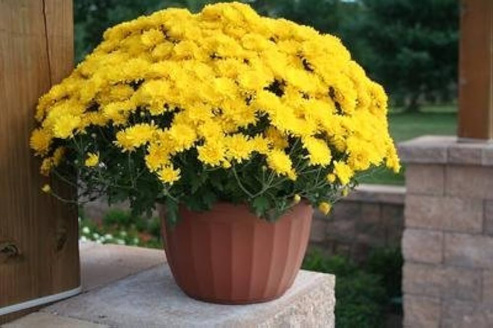 yellow chandramukhi flower seeds
