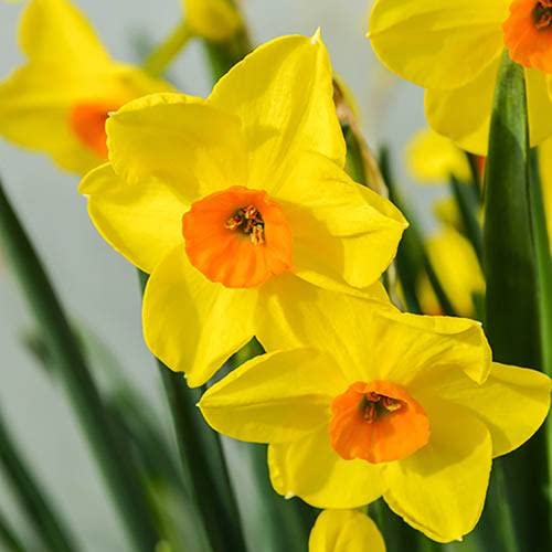 Gul Orange Påskelilje Blomsterfrø til Plantning - 100 stk