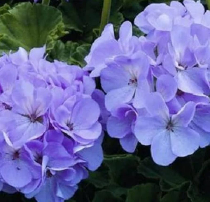 Purple Univalve Geranium Flower Seeds for Planting – Heirloom, Non-GMO, High Germination Organic Garden Seeds