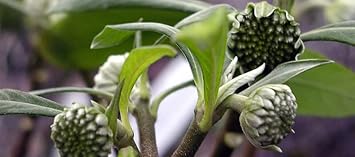 Flower Seeds, Seeds for Planting, Plant Seeds