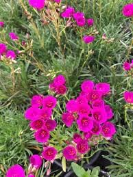 Flower Seeds, Seeds for Planting, Plant Seeds