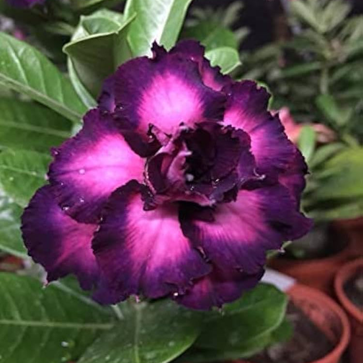 purple violet flower seeds