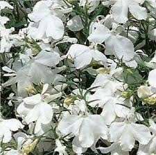 white white flower seeds