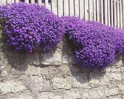 Flower Seeds, Seeds for Planting, Plant Seeds