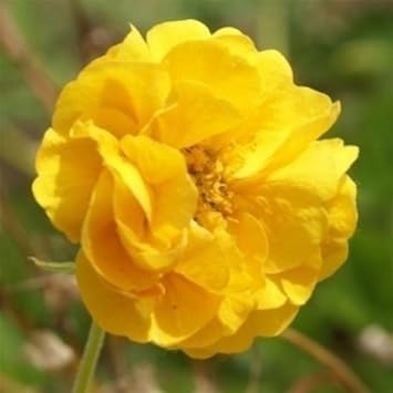 yellow avens flower seeds
