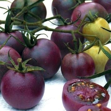 Dark Purple Tomato Seeds for Planting