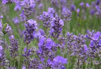 Flower Seeds, Seeds for Planting, Plant Seeds