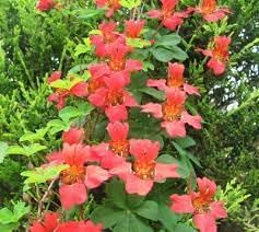 Flower Seeds, Seeds for Planting, Plant Seeds