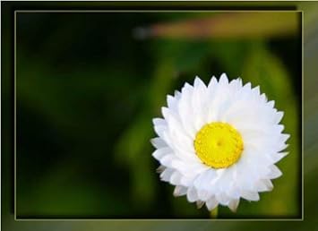 Flower Seeds, Seeds for Planting, Plant Seeds