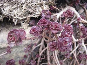 Flower Seeds, Seeds for Planting, Plant Seeds