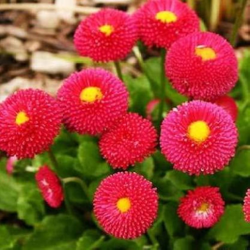 Red Bellis Flower Seeds for Planting - 100 pcs