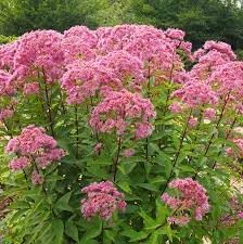 Flower Seeds, Seeds for Planting, Plant Seeds