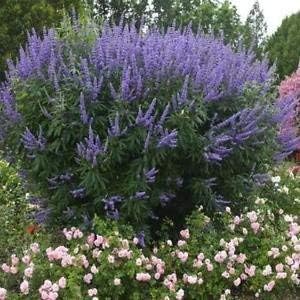 purple organic flower seeds