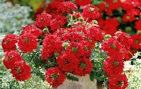 Flower Seeds, Seeds for Planting, Plant Seeds