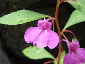 violet heirloom flower seeds