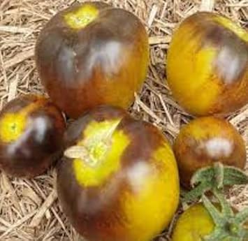 Yellow Brown Tomato Vegetable Seeds for Planting