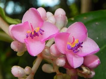 Flower Seeds, Seeds for Planting, Plant Seeds