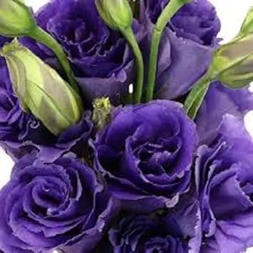 violet lisianthus flower seeds