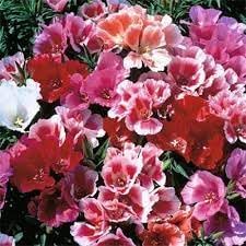 godetia flower flower seeds
