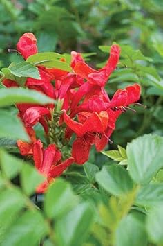 Flower Seeds, Seeds for Planting, Plant Seeds