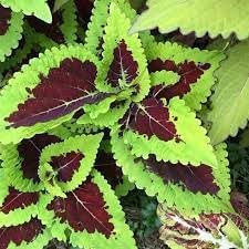 heirloom non flower seeds