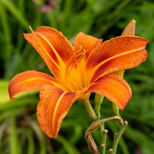 Orange Hemerocallis blomsterfrø til plantning - 100 stk