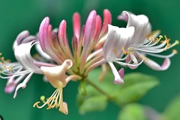 pink white flower seeds