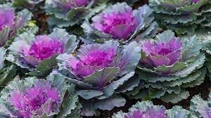 Heirloom Non-GMO Kale Seeds for Planting
