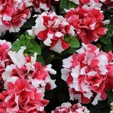 Flower Seeds, Seeds for Planting, Plant Seeds