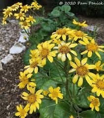 black heirloom flower seeds