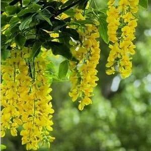 golden chain flower seeds