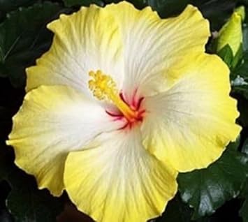 Flower Seeds, Seeds for Planting, Plant Seeds