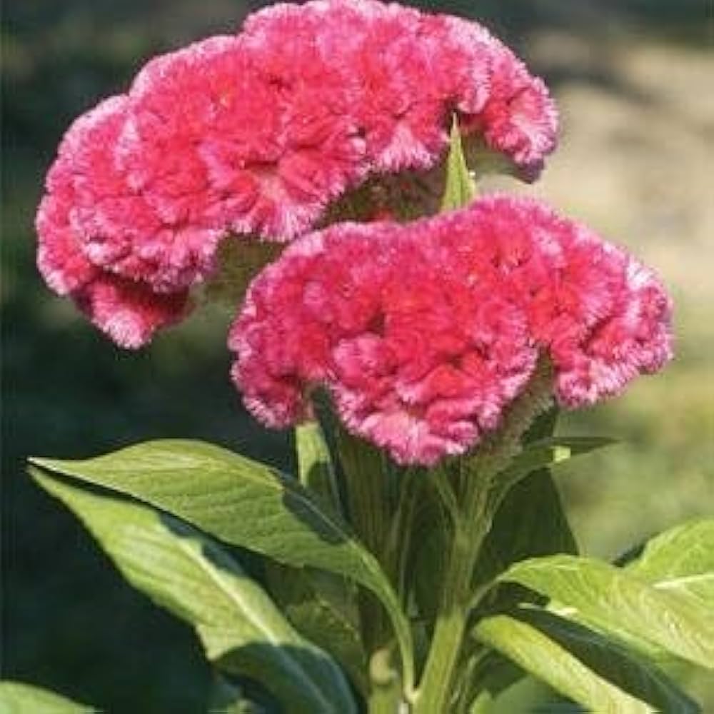 cylindrica for flower seeds