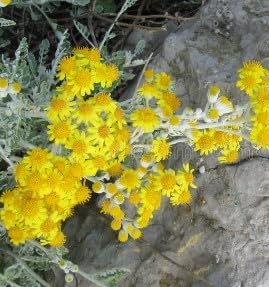 Flower Seeds, Seeds for Planting, Plant Seeds