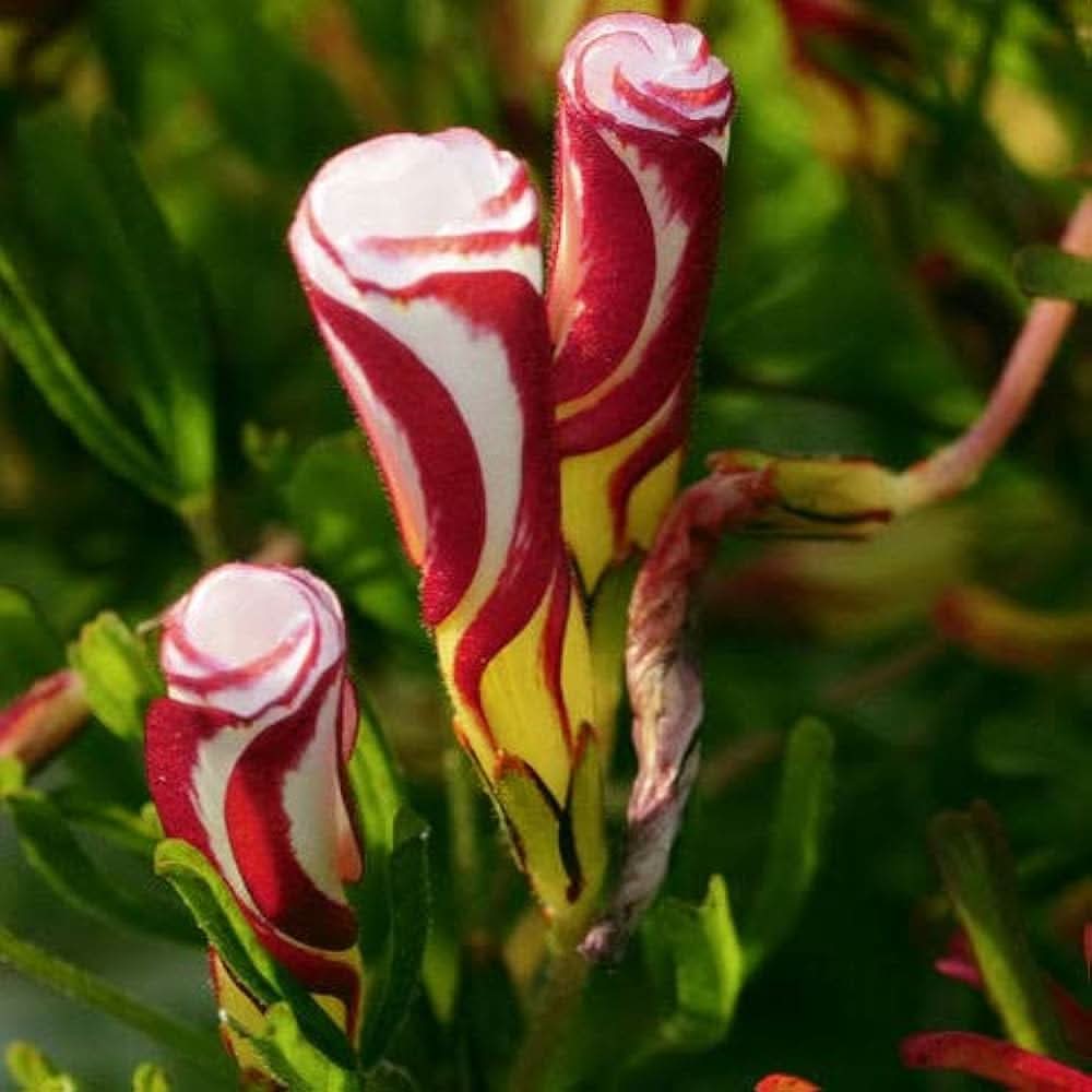 red oxalis flower seeds
