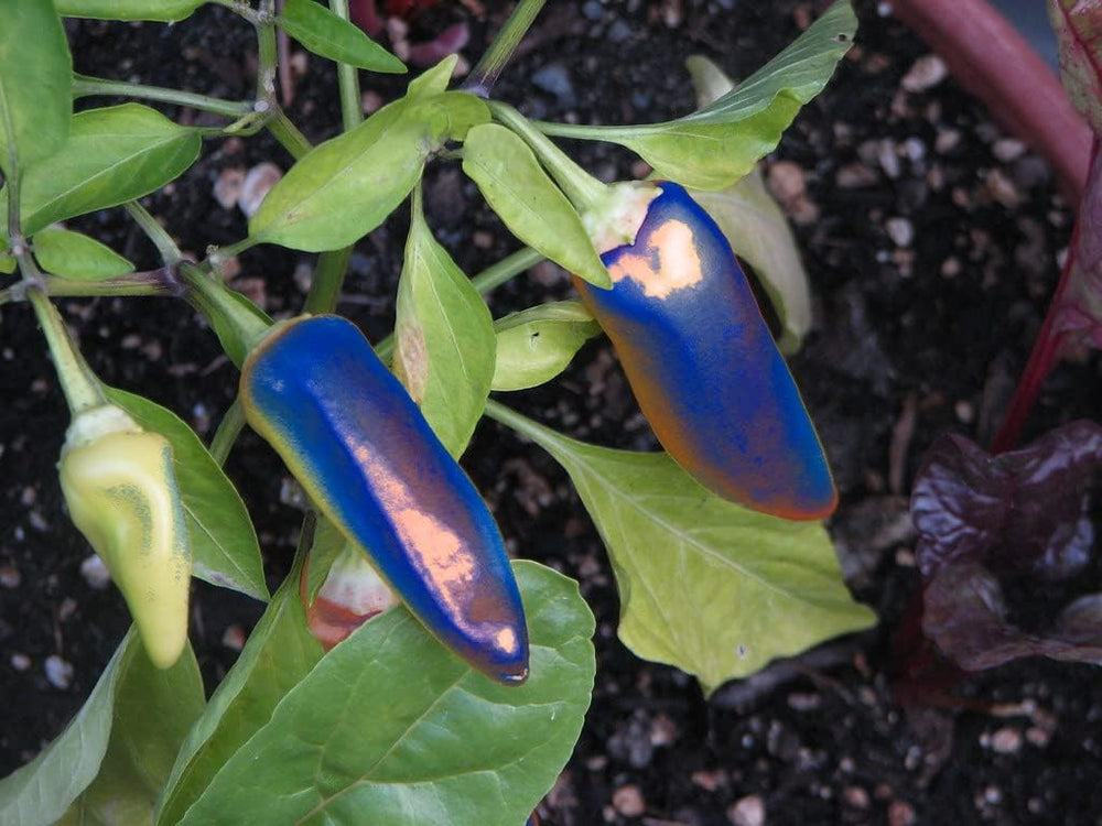 Pepper Tree Seeds for Planting