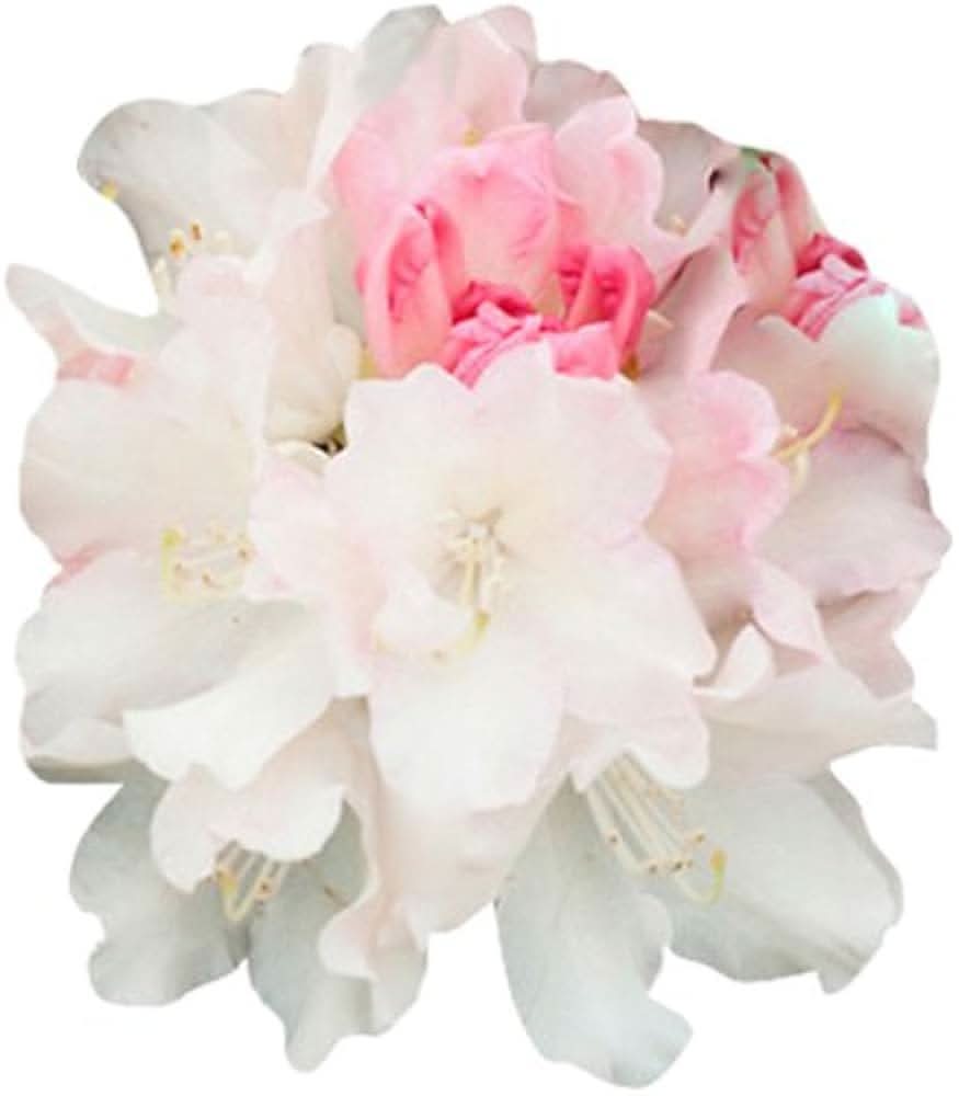 rhododendron mixed flower seeds