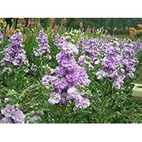 Purple Mini Matthiola Flower Seeds for Planting - 100 pcs