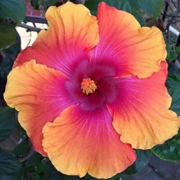 Flower Seeds, Seeds for Planting, Plant Seeds