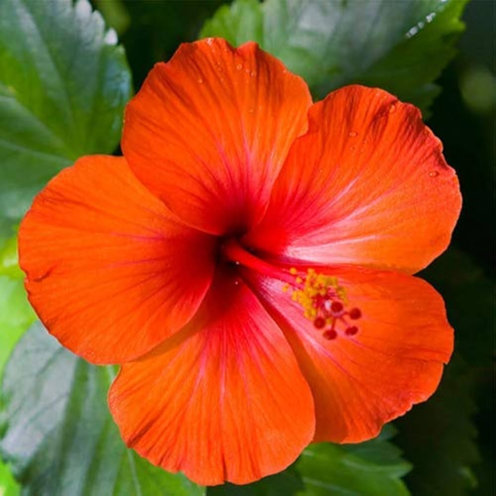 pink orange flower seeds